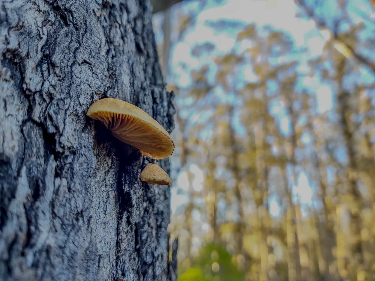 Shelf Mushroom