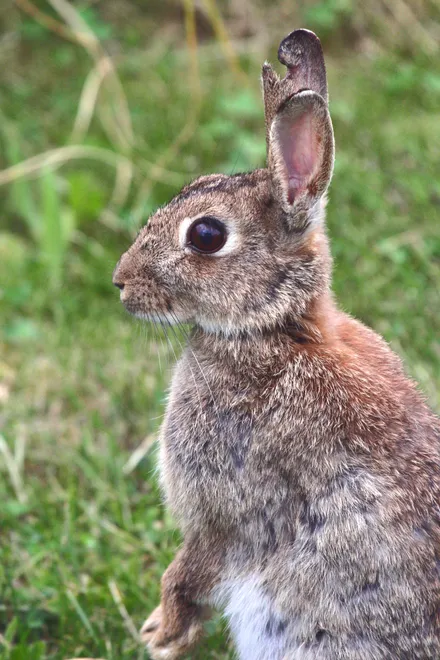 Rabbit profile