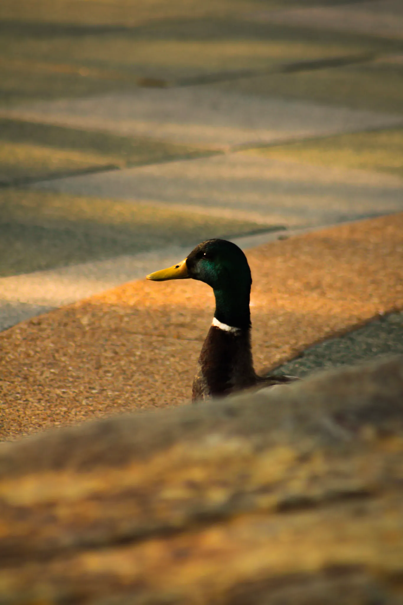 Alone in the Concrete Jungle