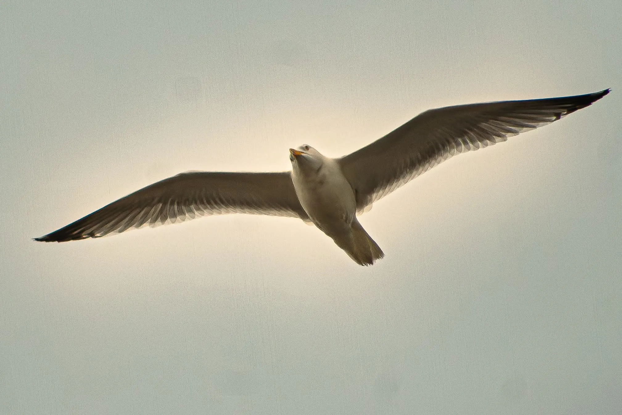 Seagull in flight