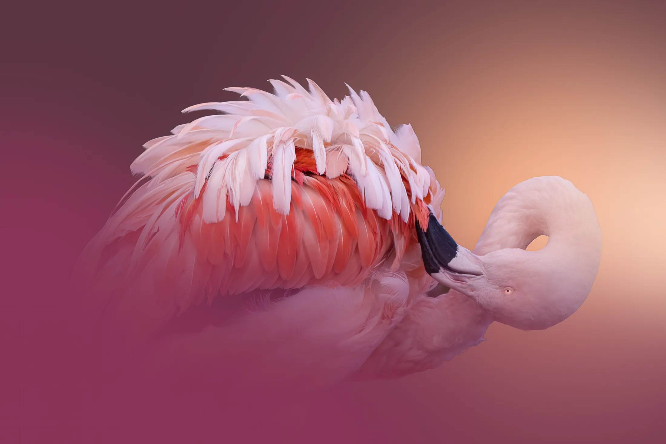 flamingo preening in orange