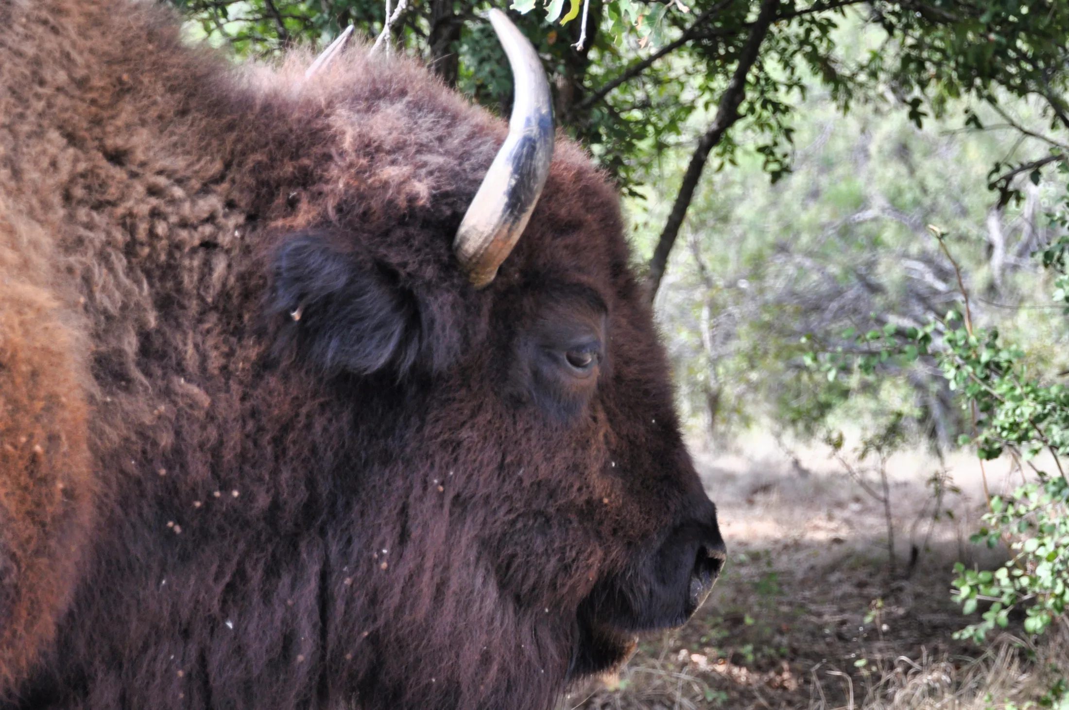Bison