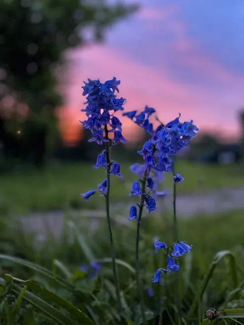The setting sun
