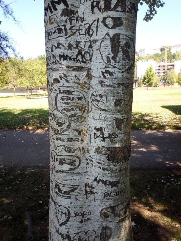 Tree