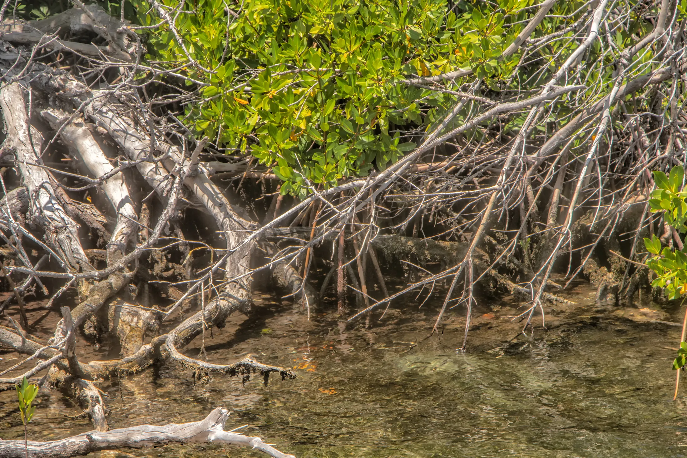 Mangrove Roots