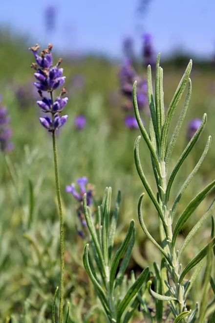 Lavender