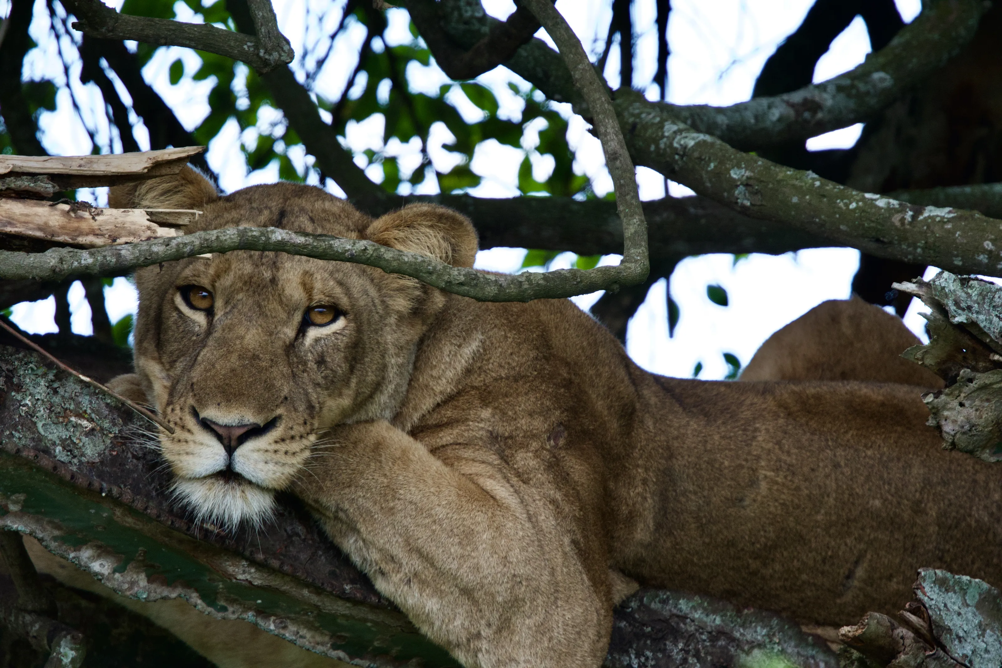 Tree Climbing Lion