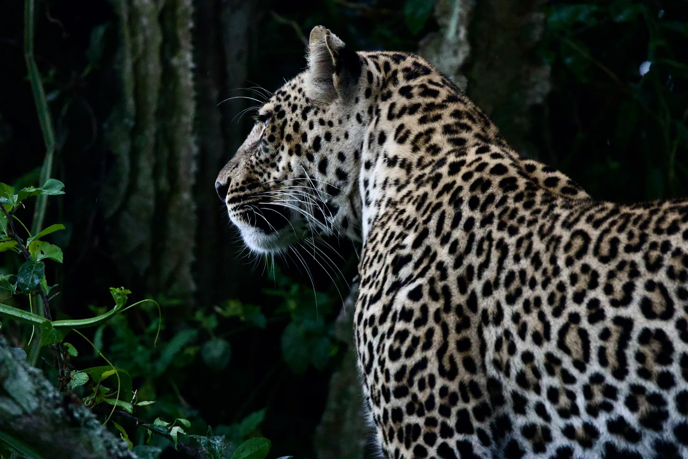 Lone Leopard