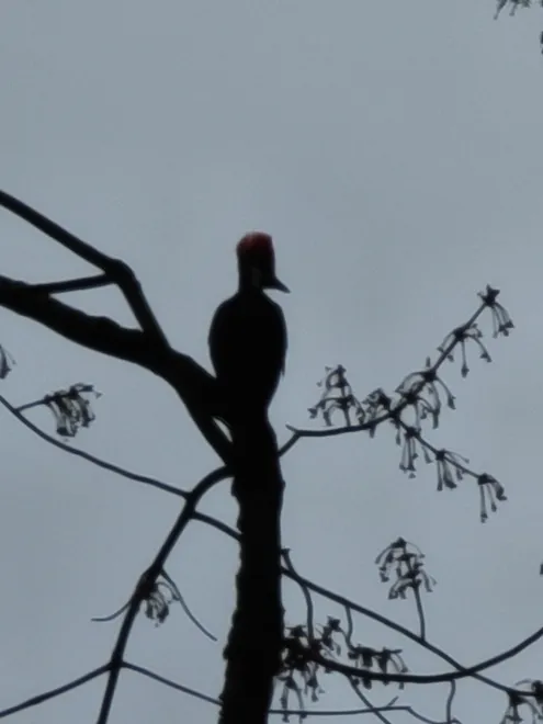 Woodpecker Surveying