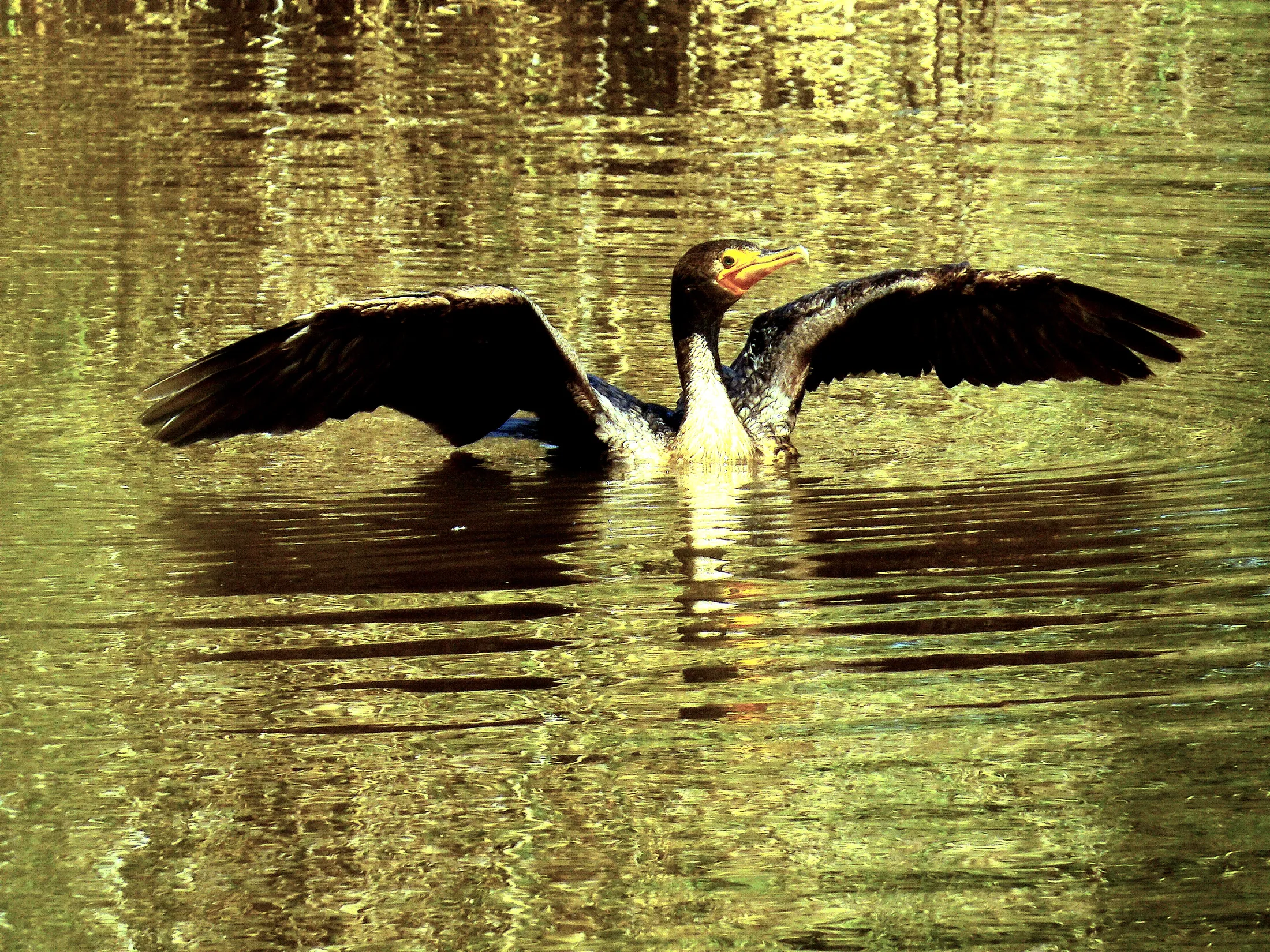 Phalacrocorax carbo lucidus, White-breasted Cormorant
