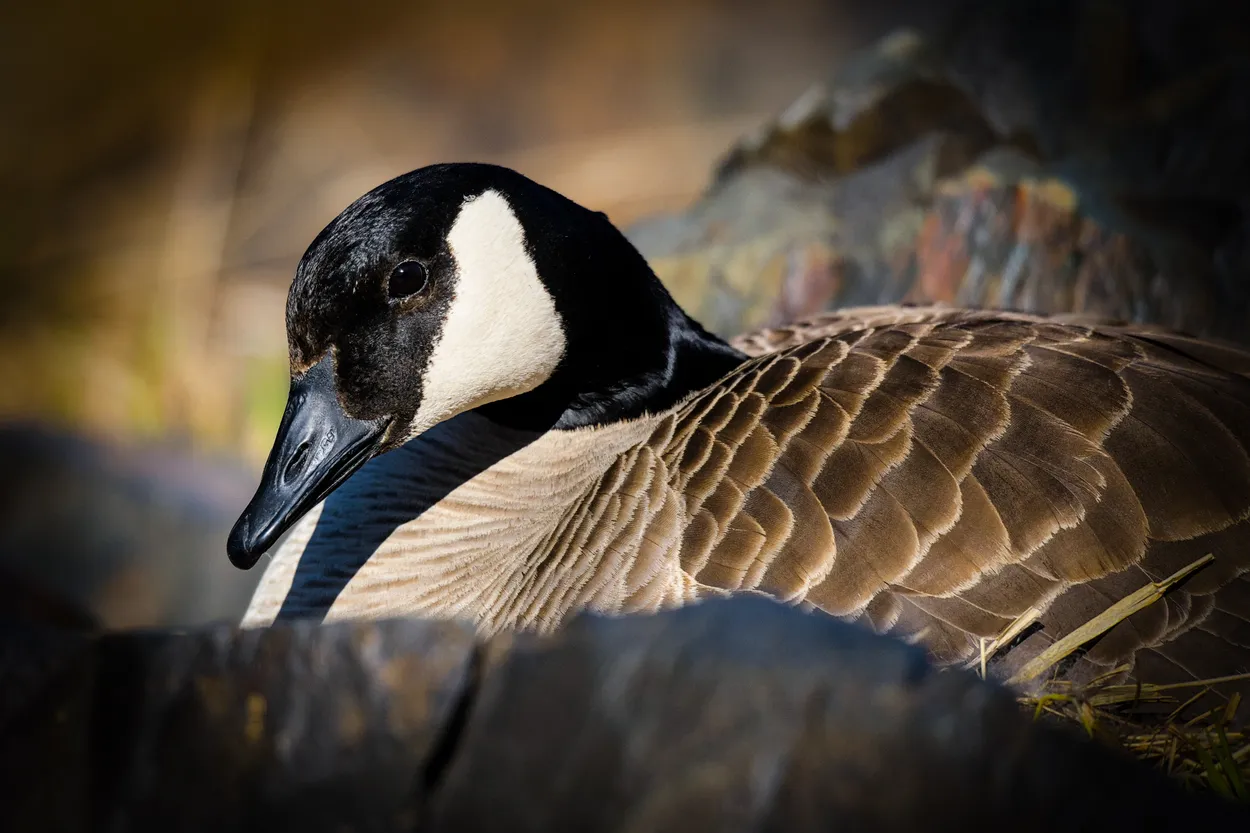 Momma Canadian Goose