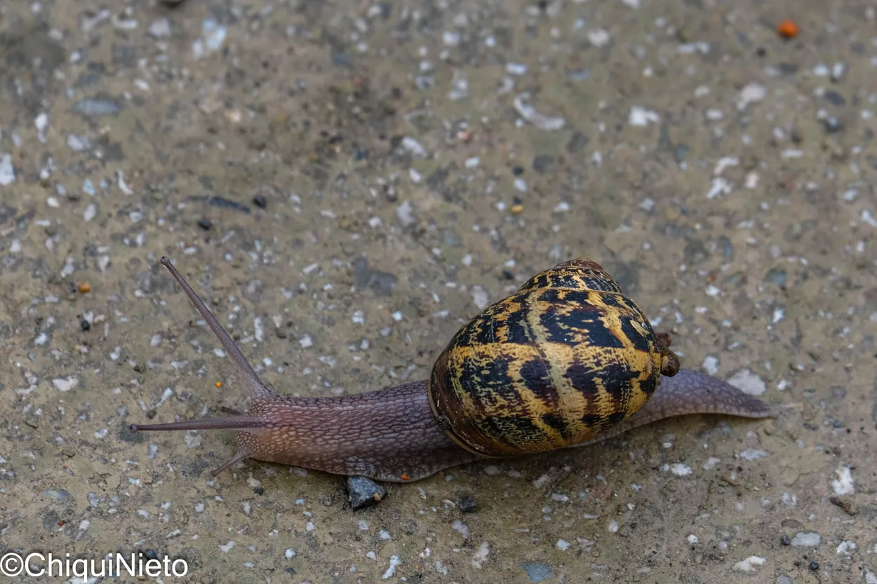 snail