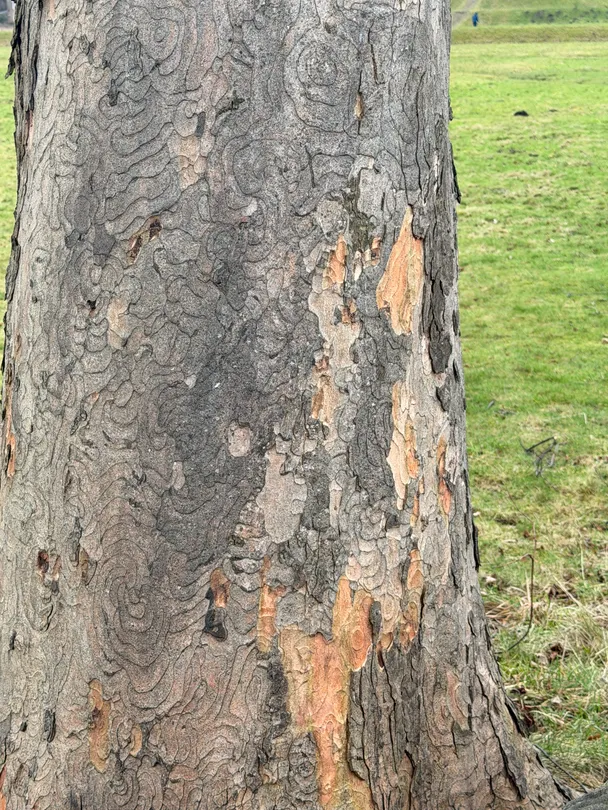 Colourful bark