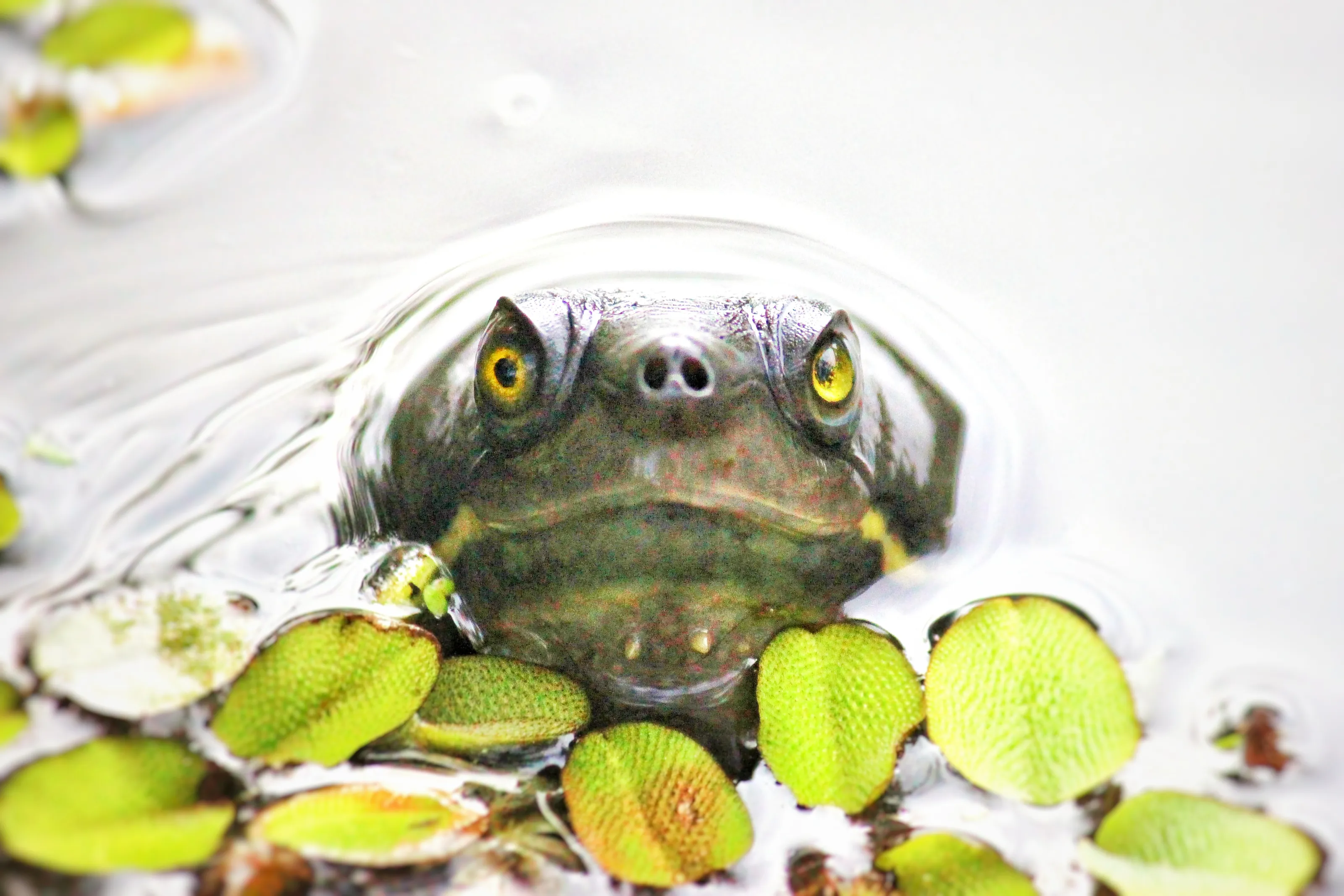 Turtle peek-a-boo