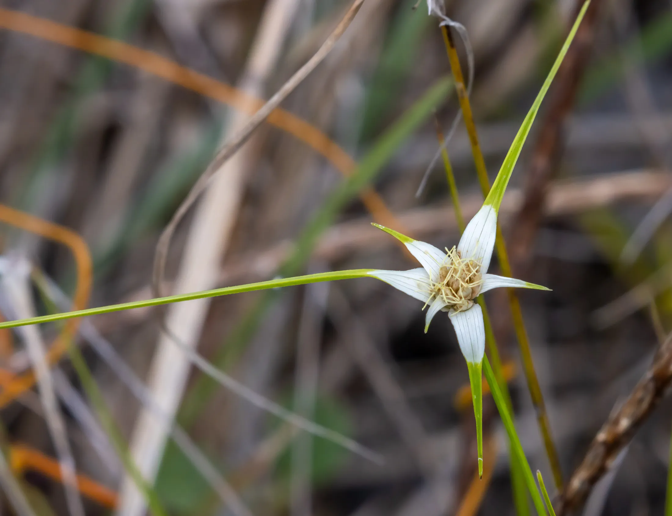 Whitetop Sedge