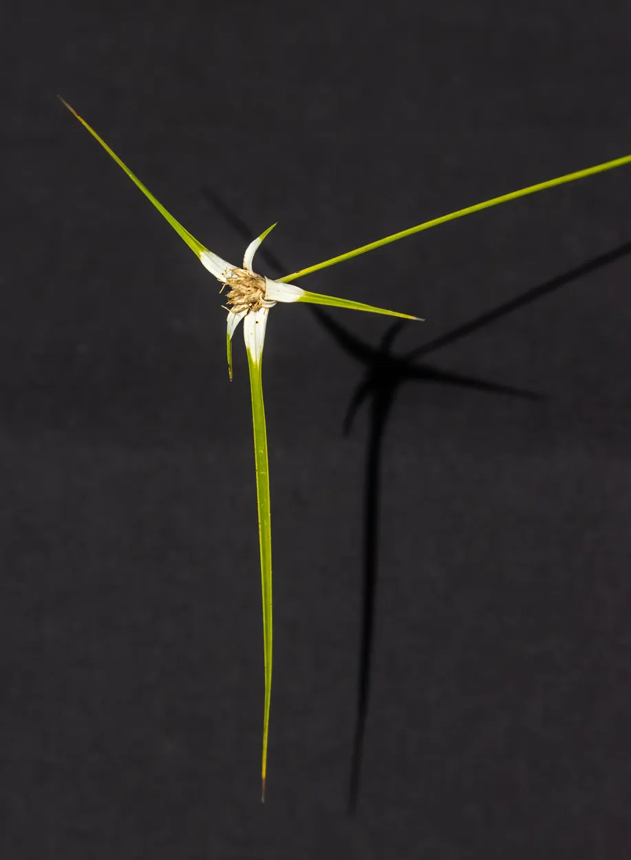 Whitetop Sedge - 2