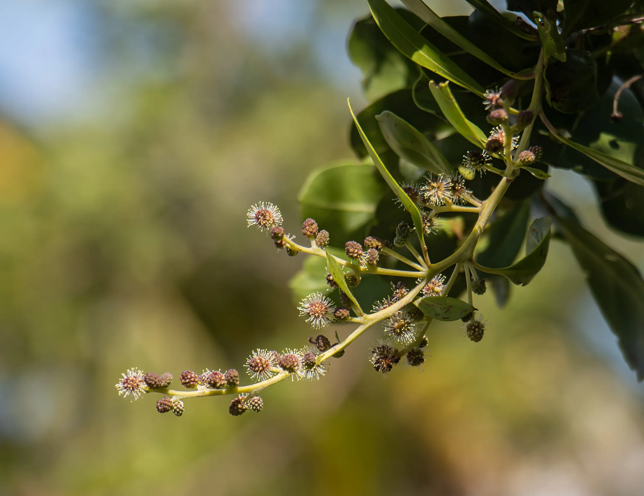 Ripening Buttonwood Fruit