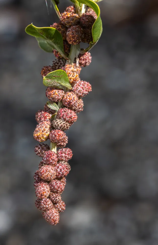 Ripe Buttonwood Fruit