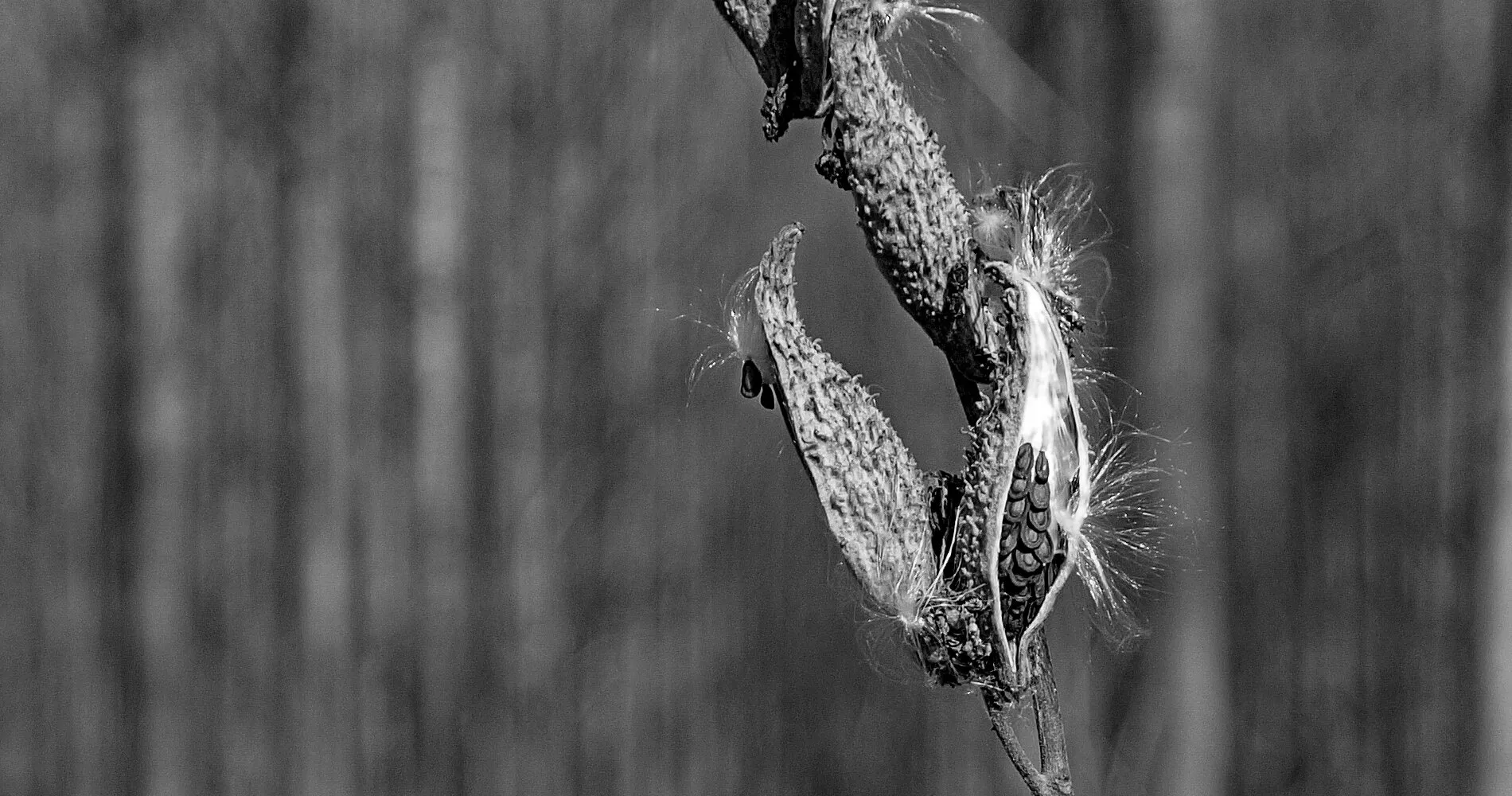 Natural Textures in Black and White