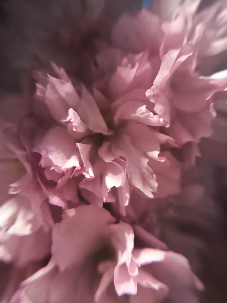 Sakura blossom