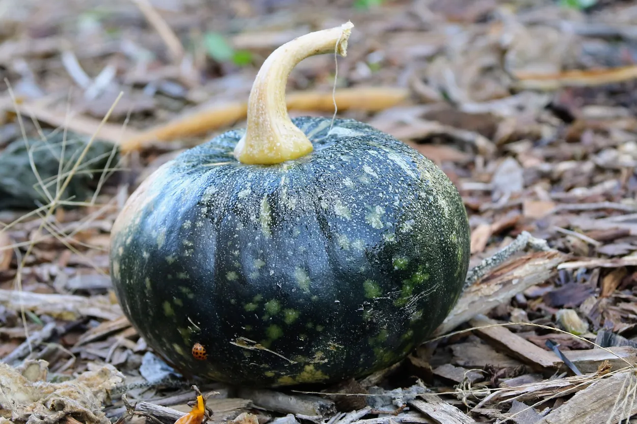 Pumpkin