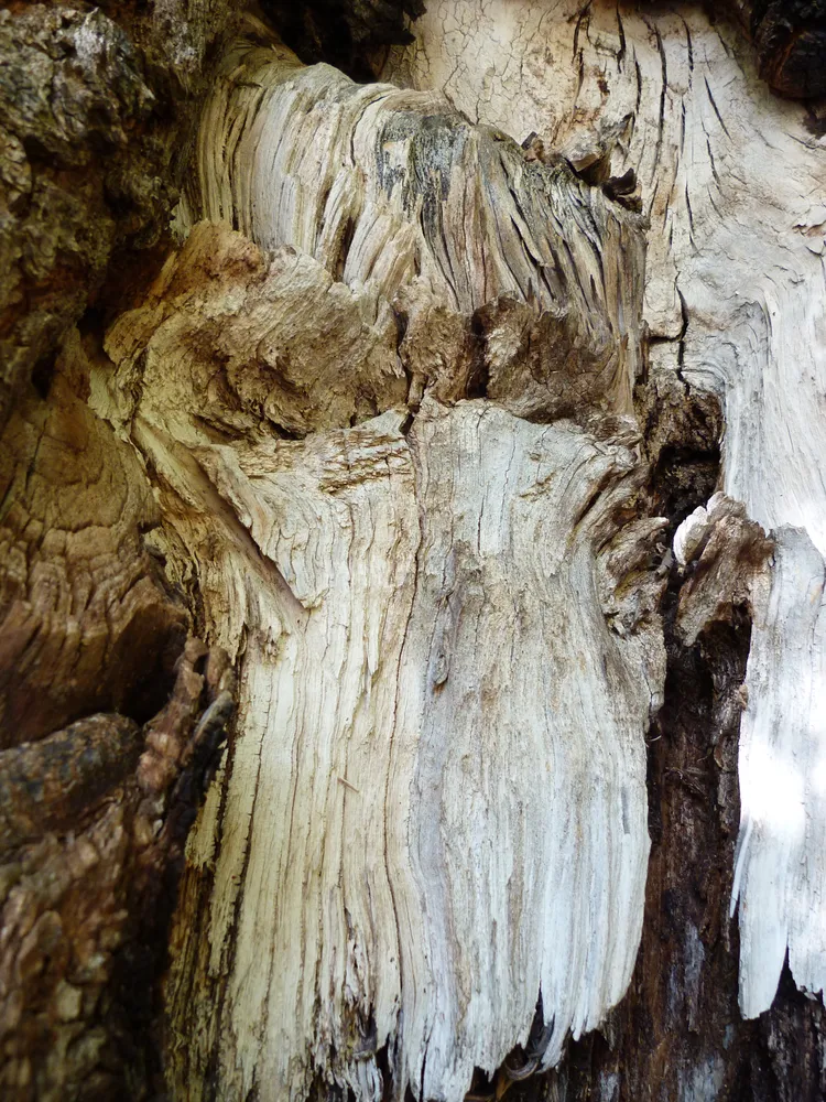 Tree Bark