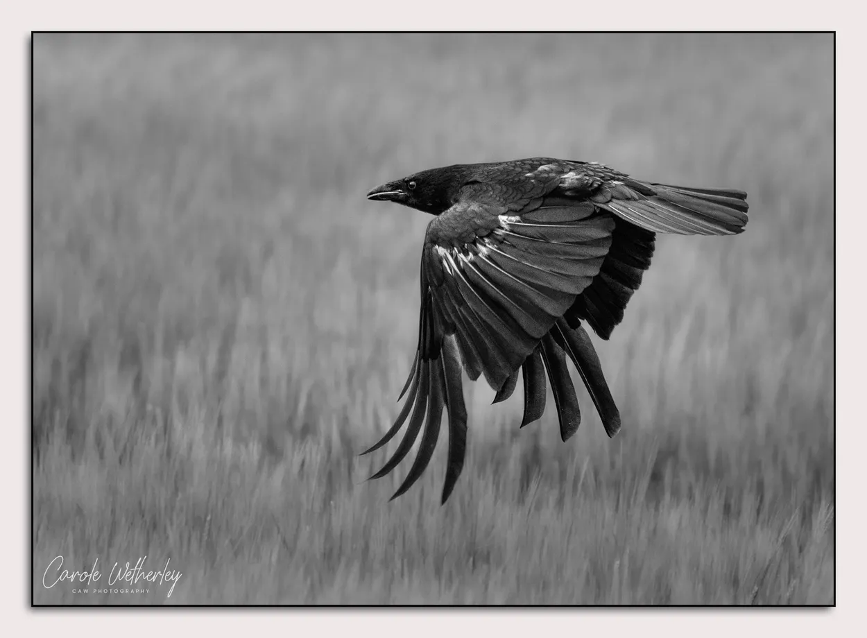 Flyby