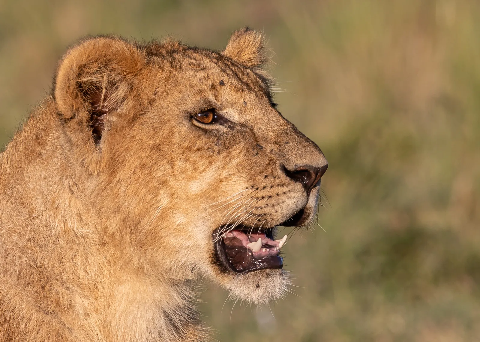 Lion cub. Mara North Conservancy