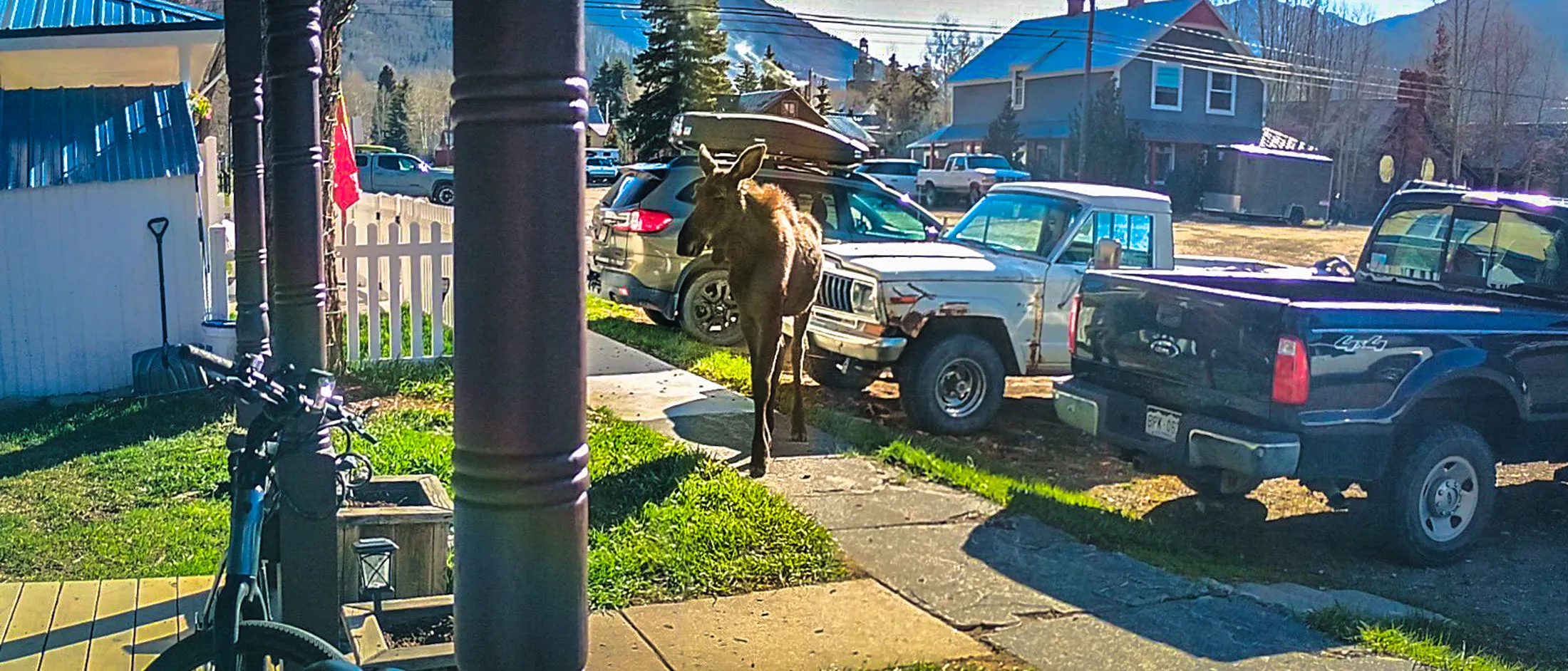 Urban Moose