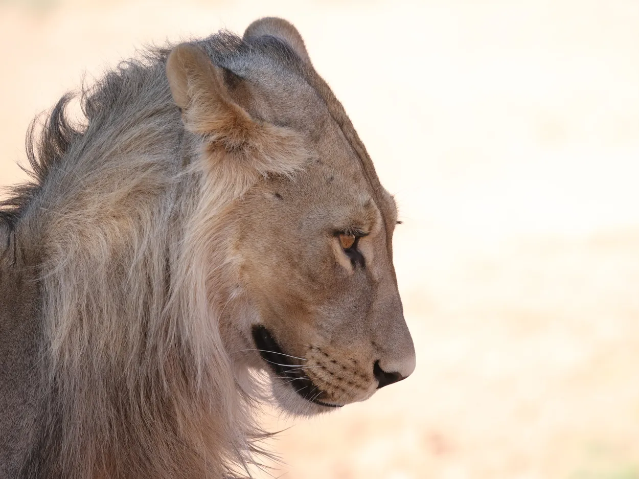 Young male lion, Kgalagadi Transfrontier Park