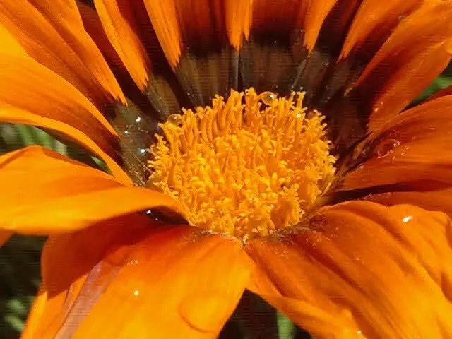 Daisy