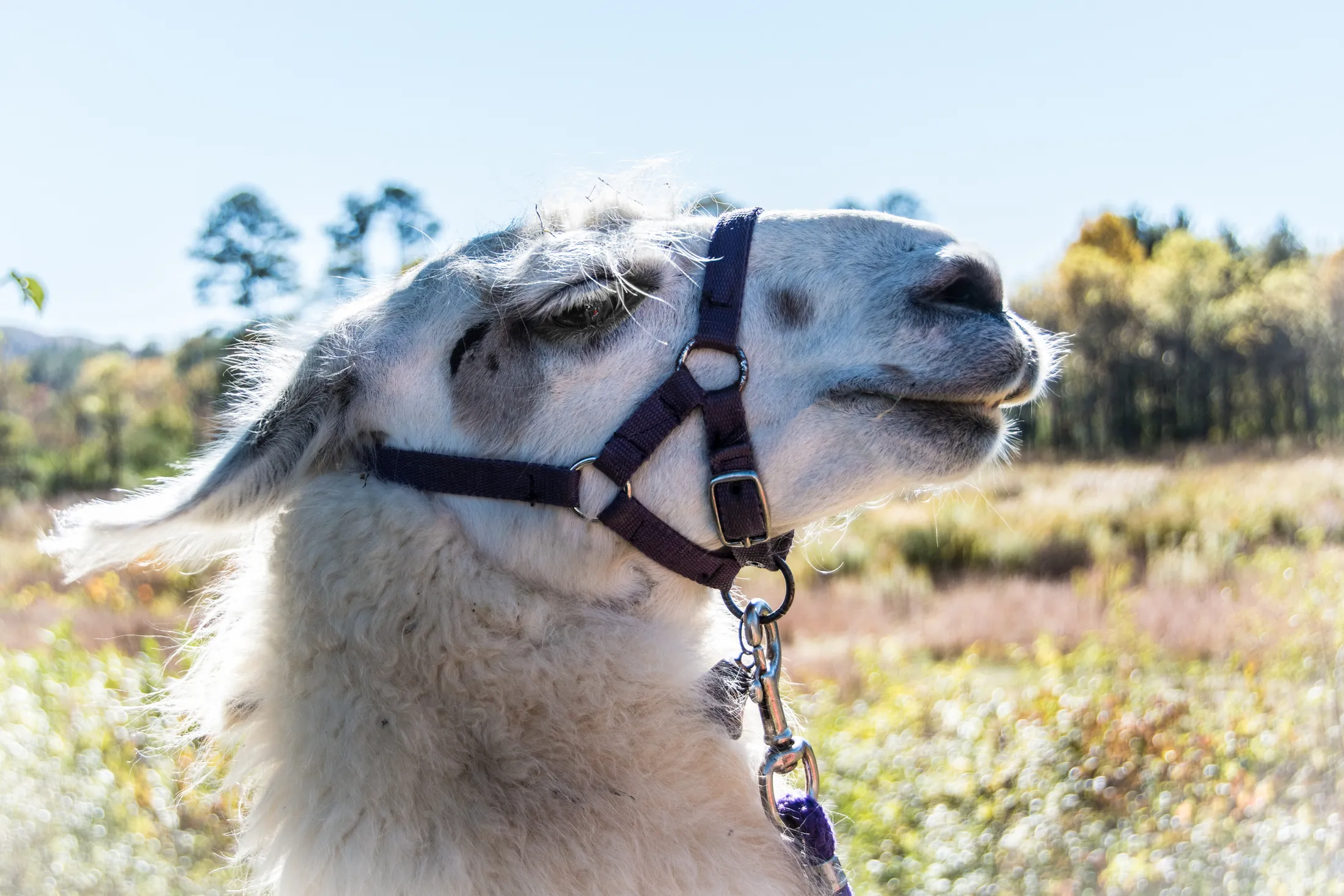 Local llama