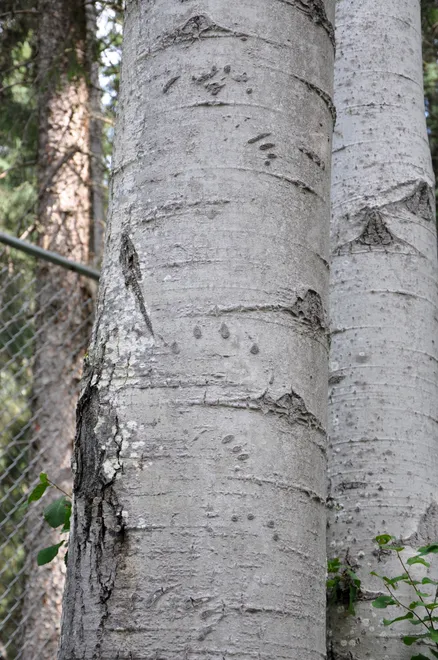Signs of a Bear...