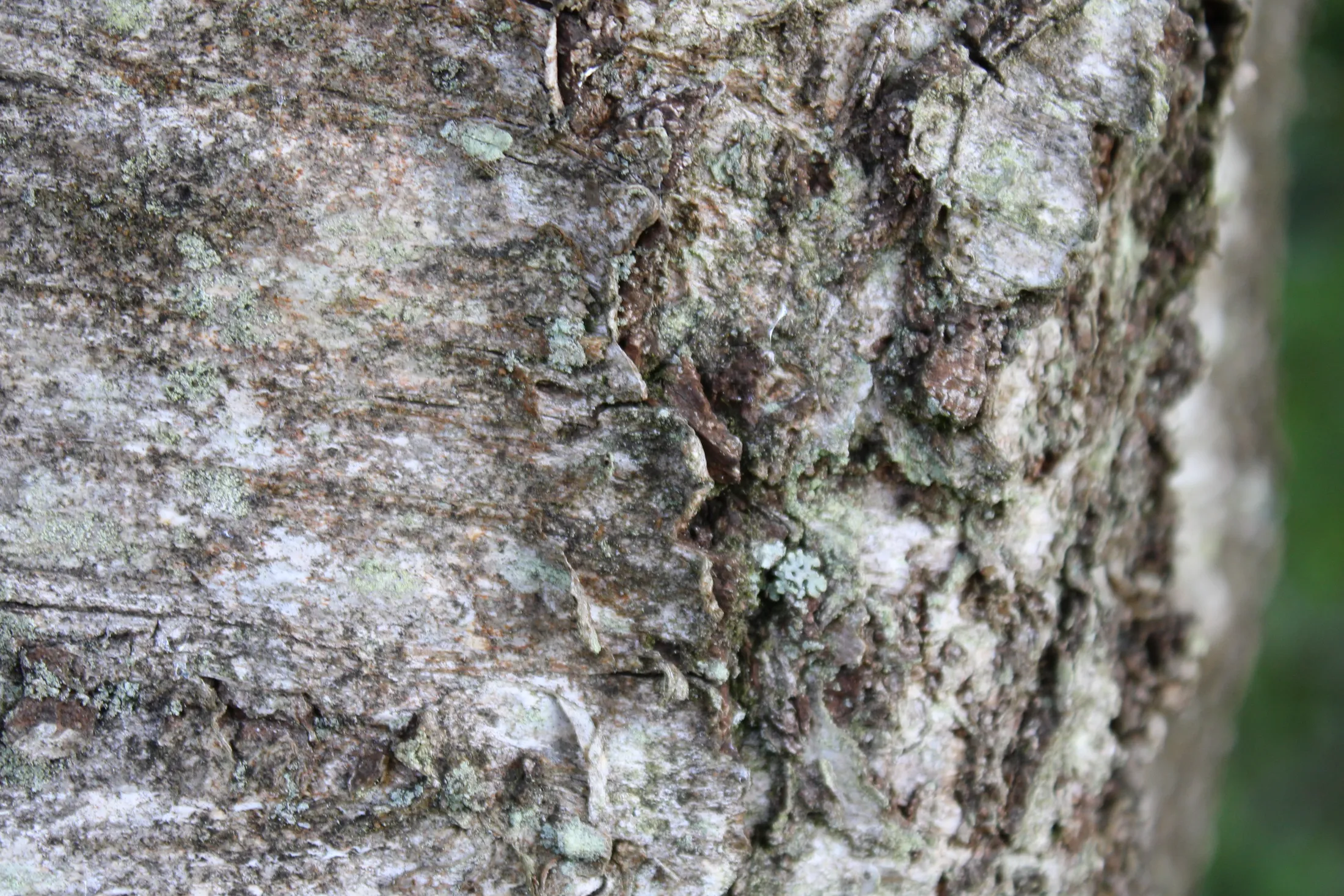 Tree Bark Close Up