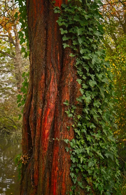 Redwoood Tree Bark and Ivy