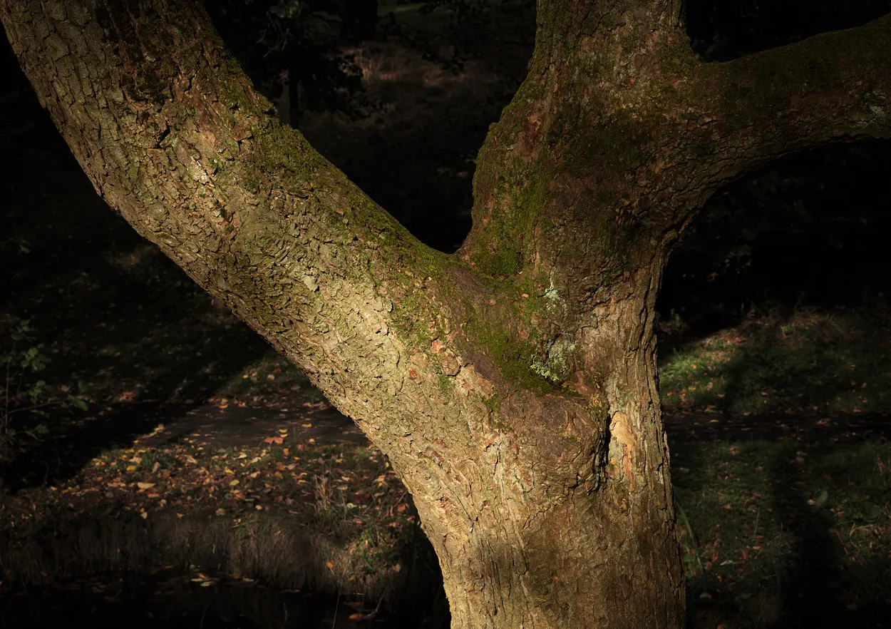 Bankside bark