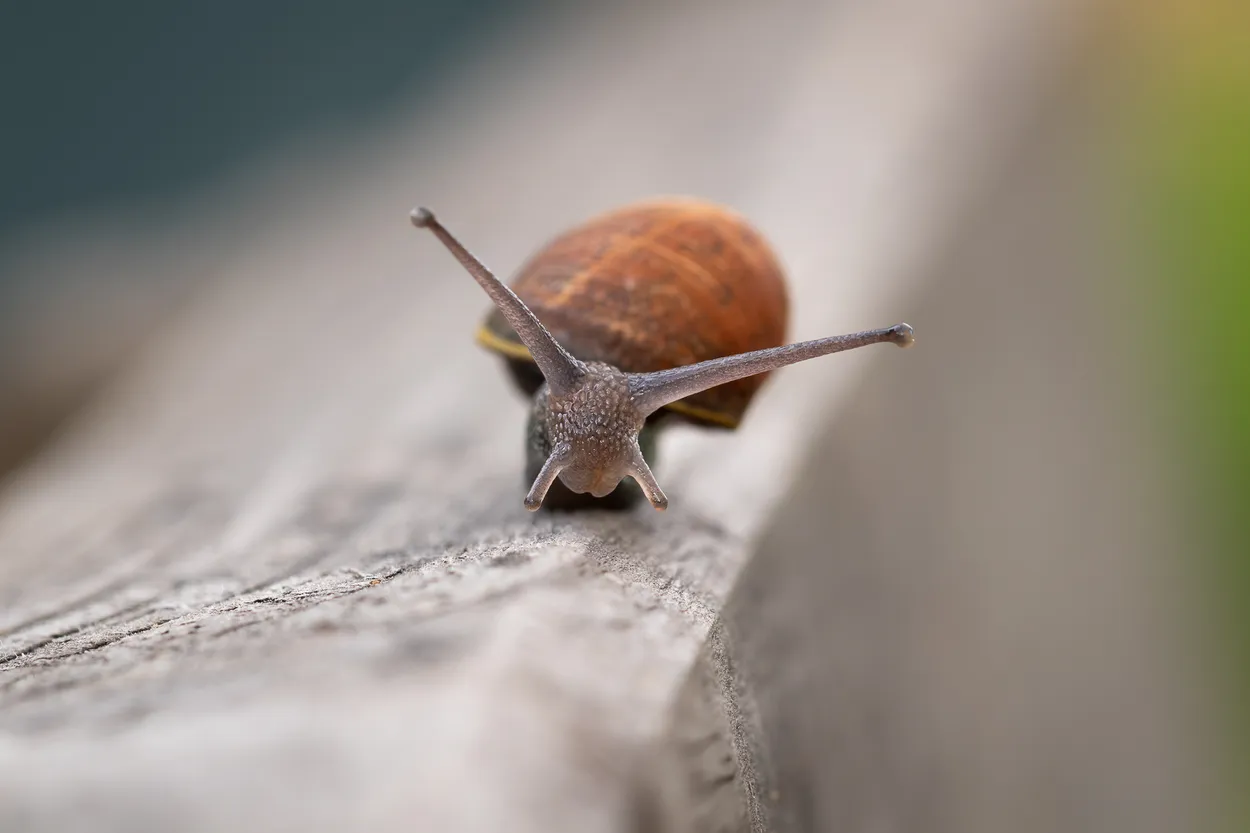 The Tiny Traveler