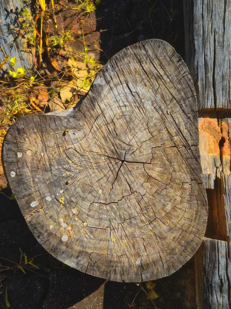 Stilllife with tree trunk