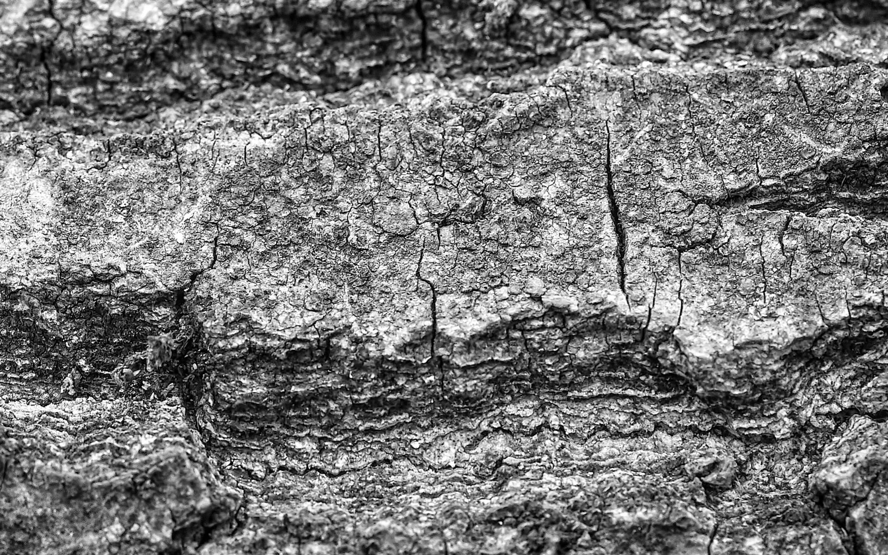 Bark (Black & White)