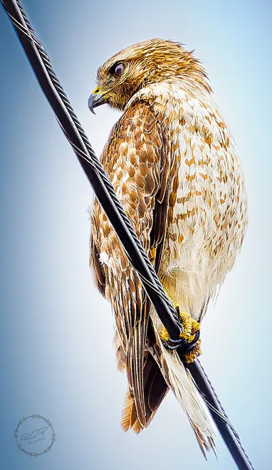 Booty's Road Hawk