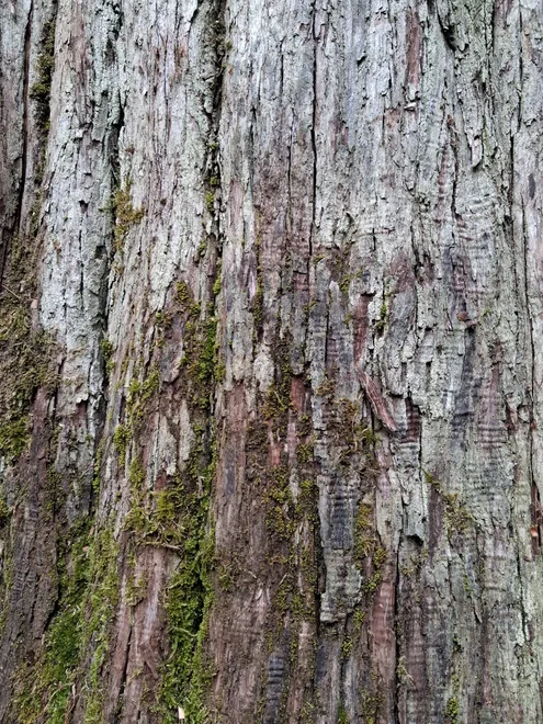 Old tree