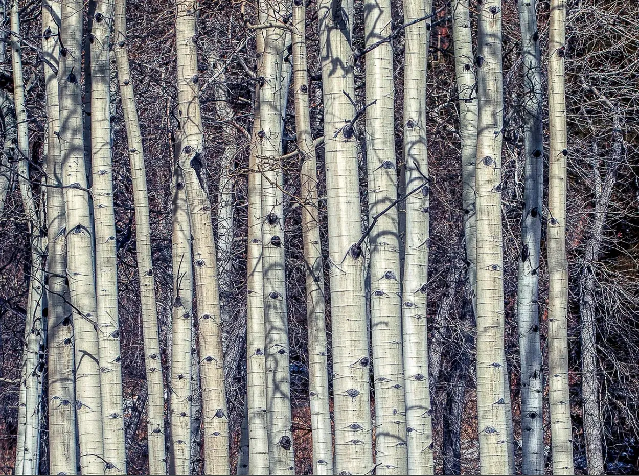 Aspen Bark, Fall River Road, Rocky Mountain National Park, Estes Park, Colorado