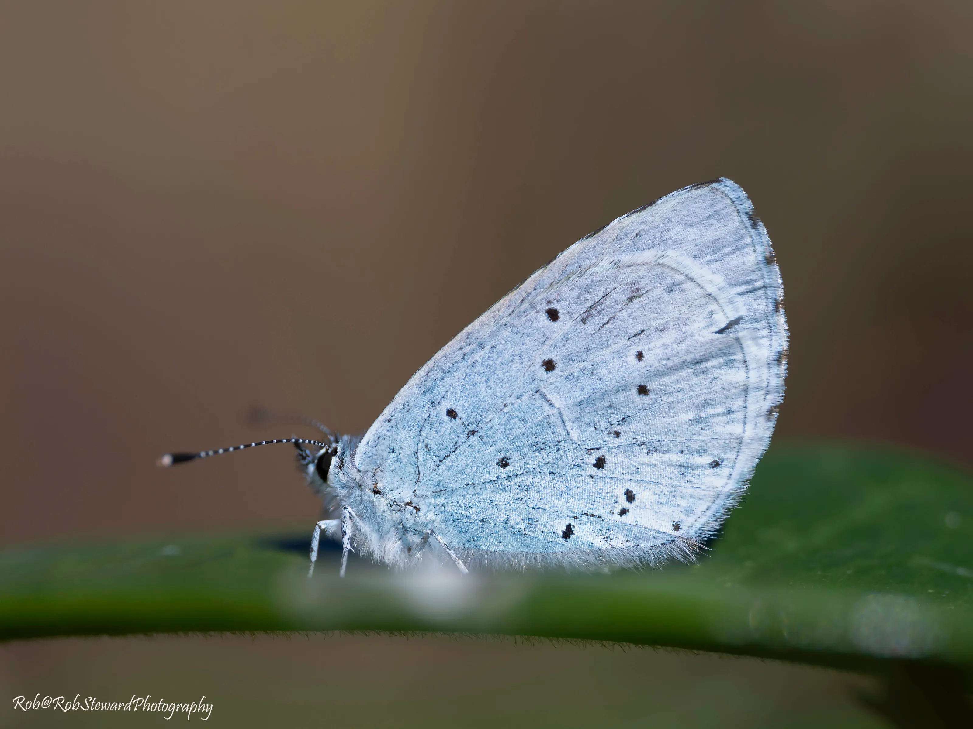 Holly Blue