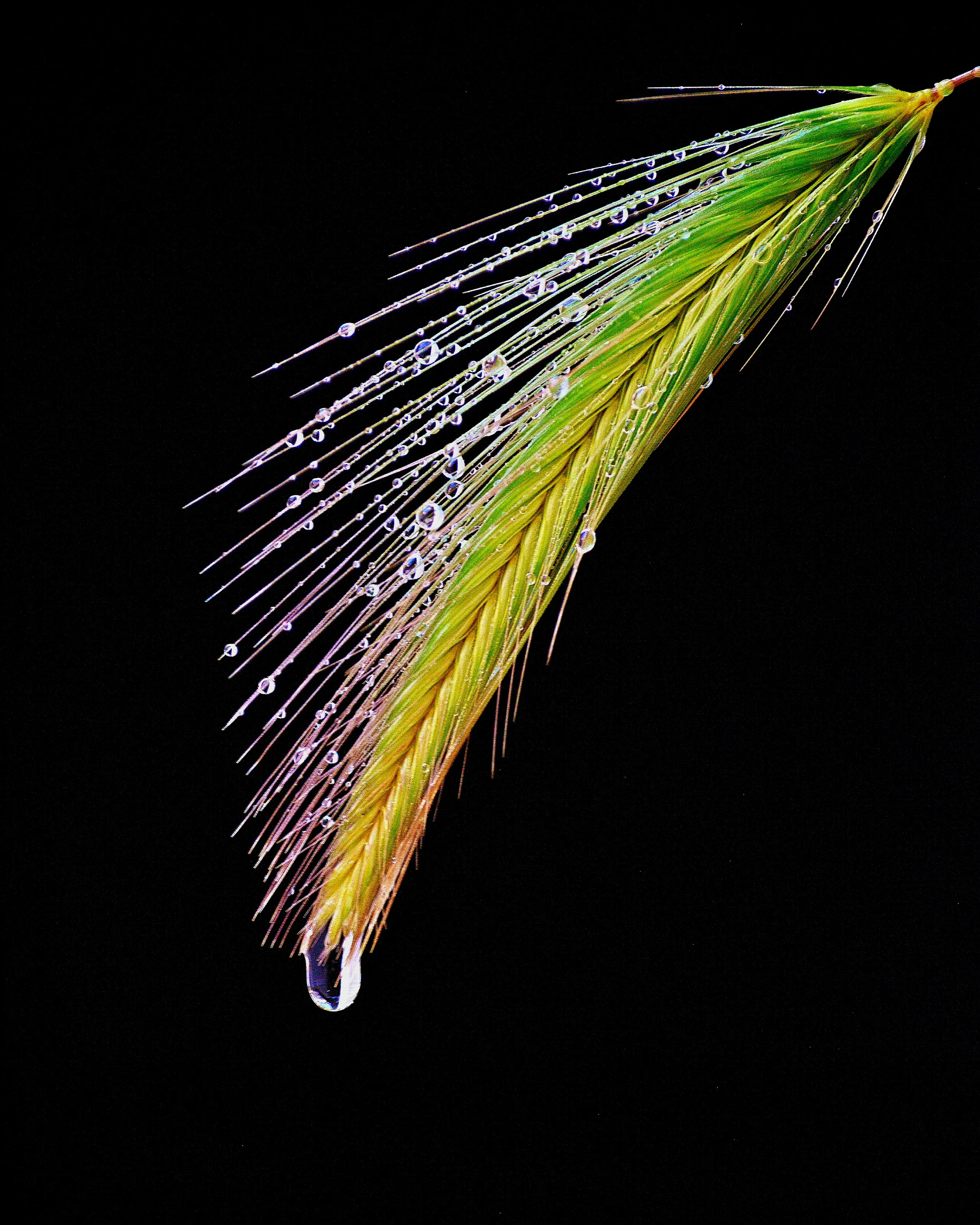 Water Droplets (in colour)