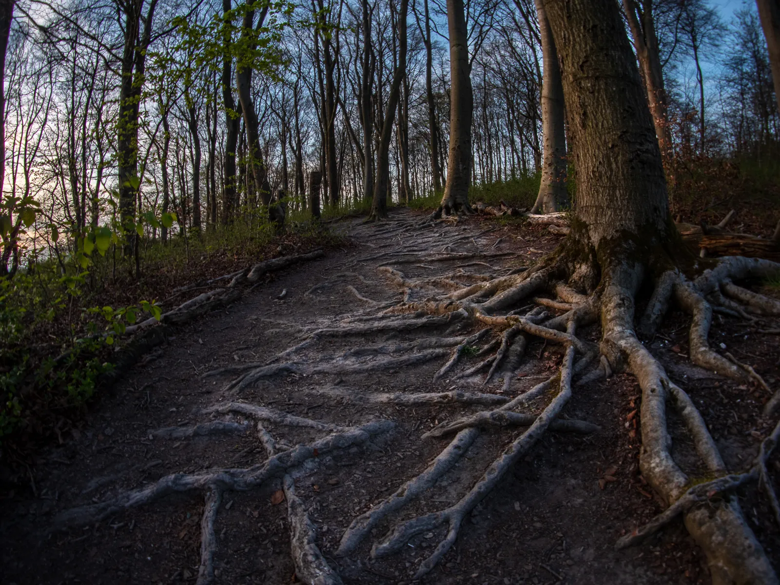 Tree Roots at Therfield