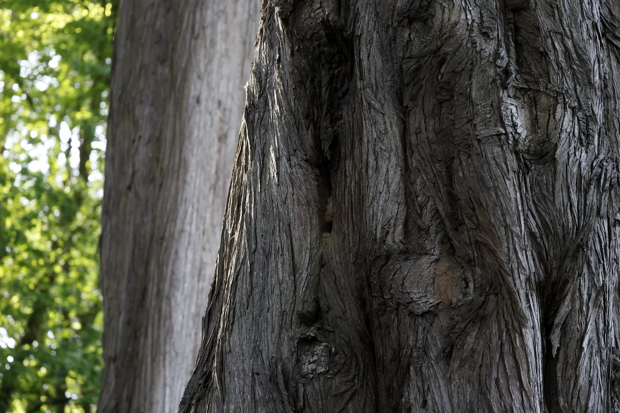 Bark