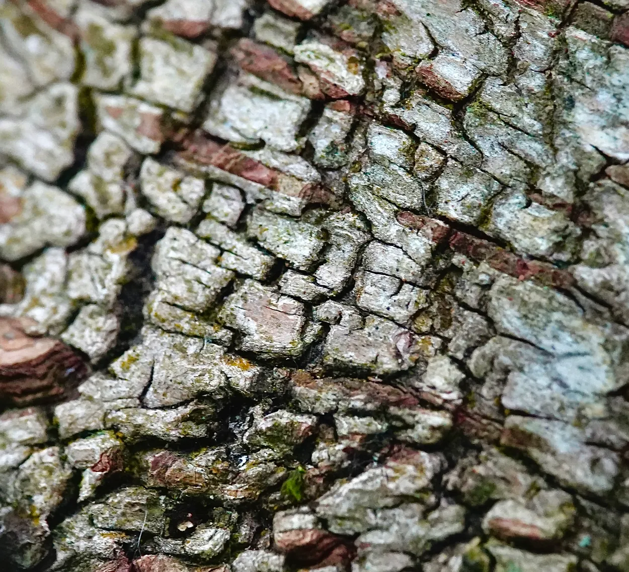 Silver Birch