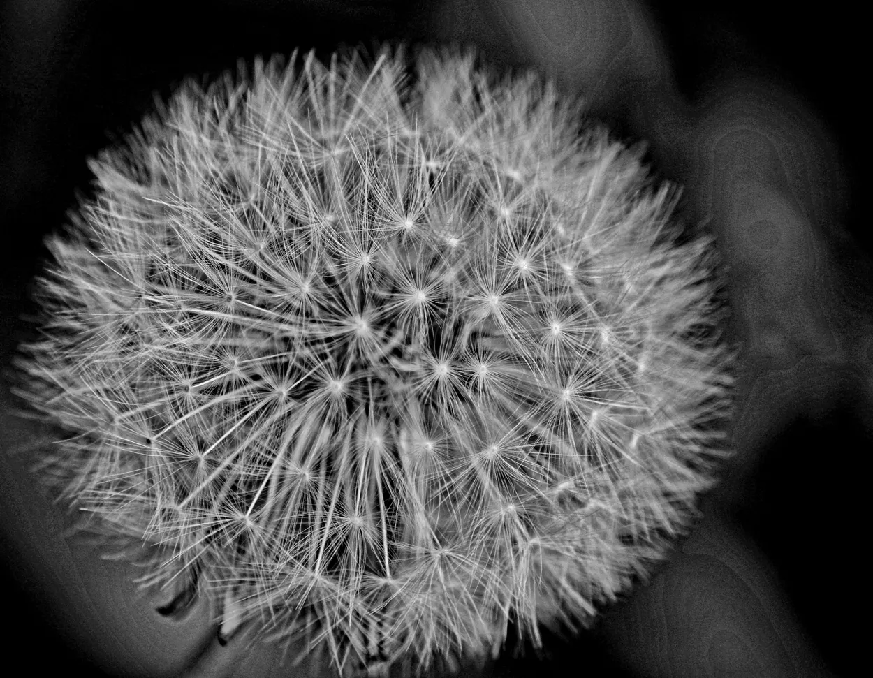 Monochrome Dandelion