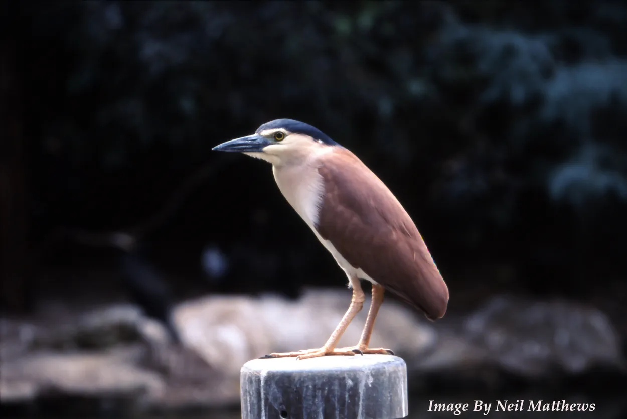 Entry 29540330