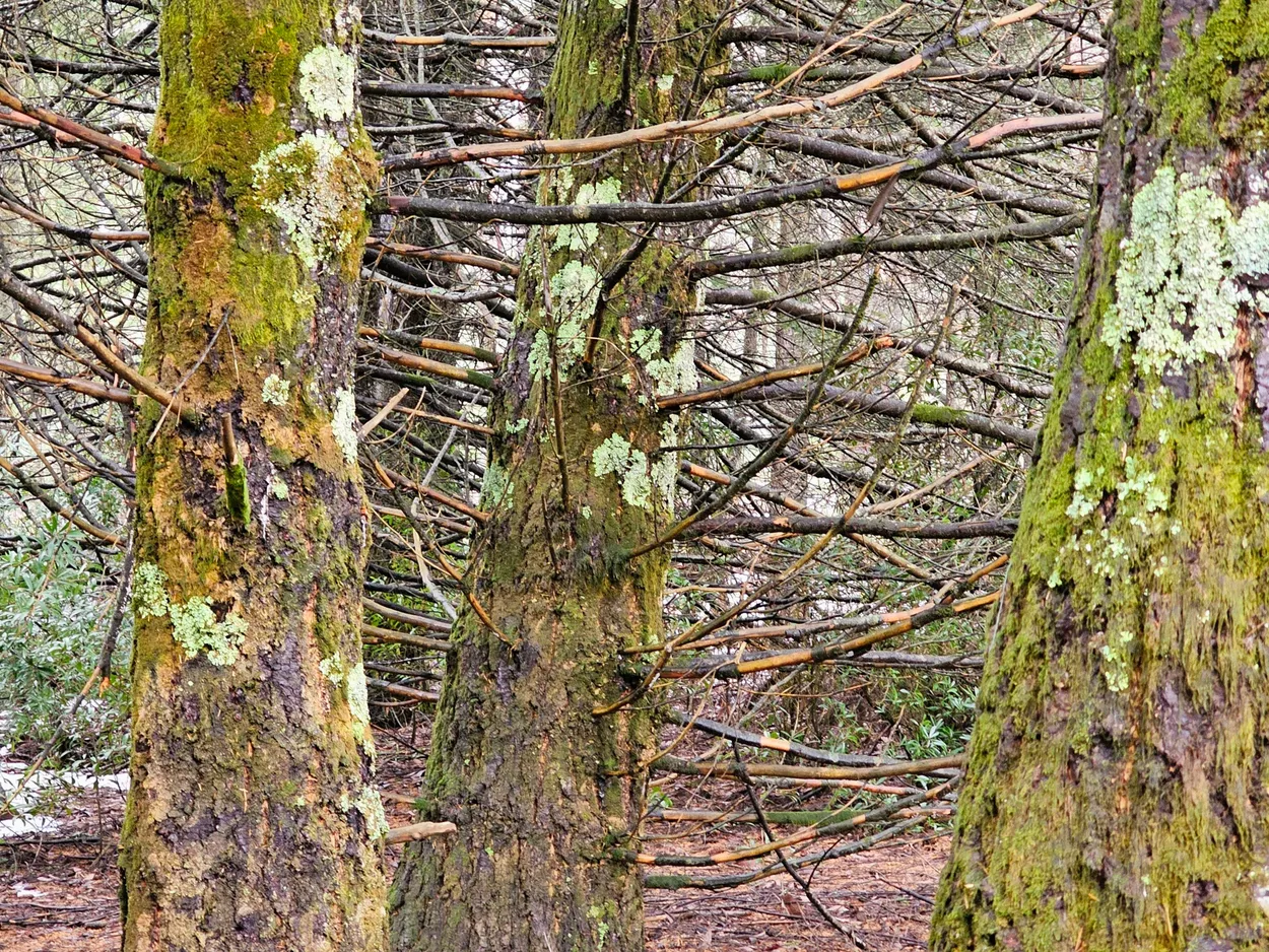 Winter in the Pines